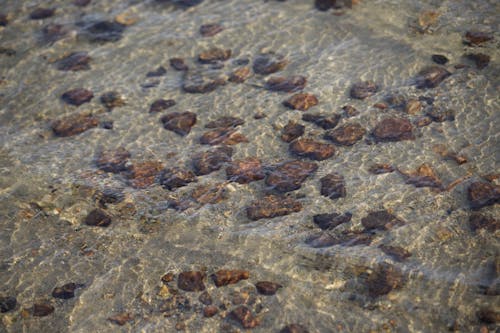 Close-up of Clear Water on the Shore 