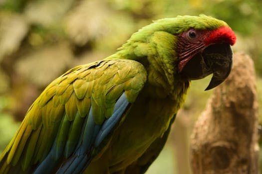 A vivid portrait of a great green macaw with a blurred natural background.