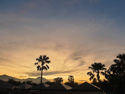 Silhouettes of Palm Trees Beside Roofs During Sunset
