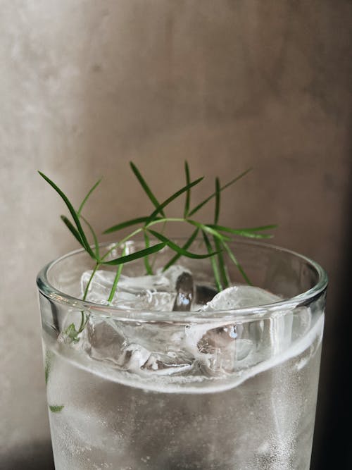 Free Ice Cubes in the Glass with Green Stem Stock Photo