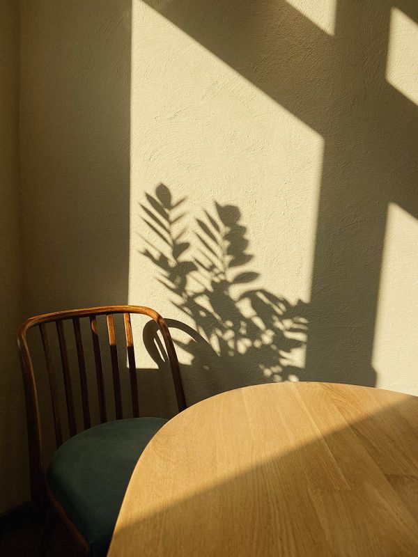 Plant shadows thrown onto an interior wall — photo by Katerina on Pexels