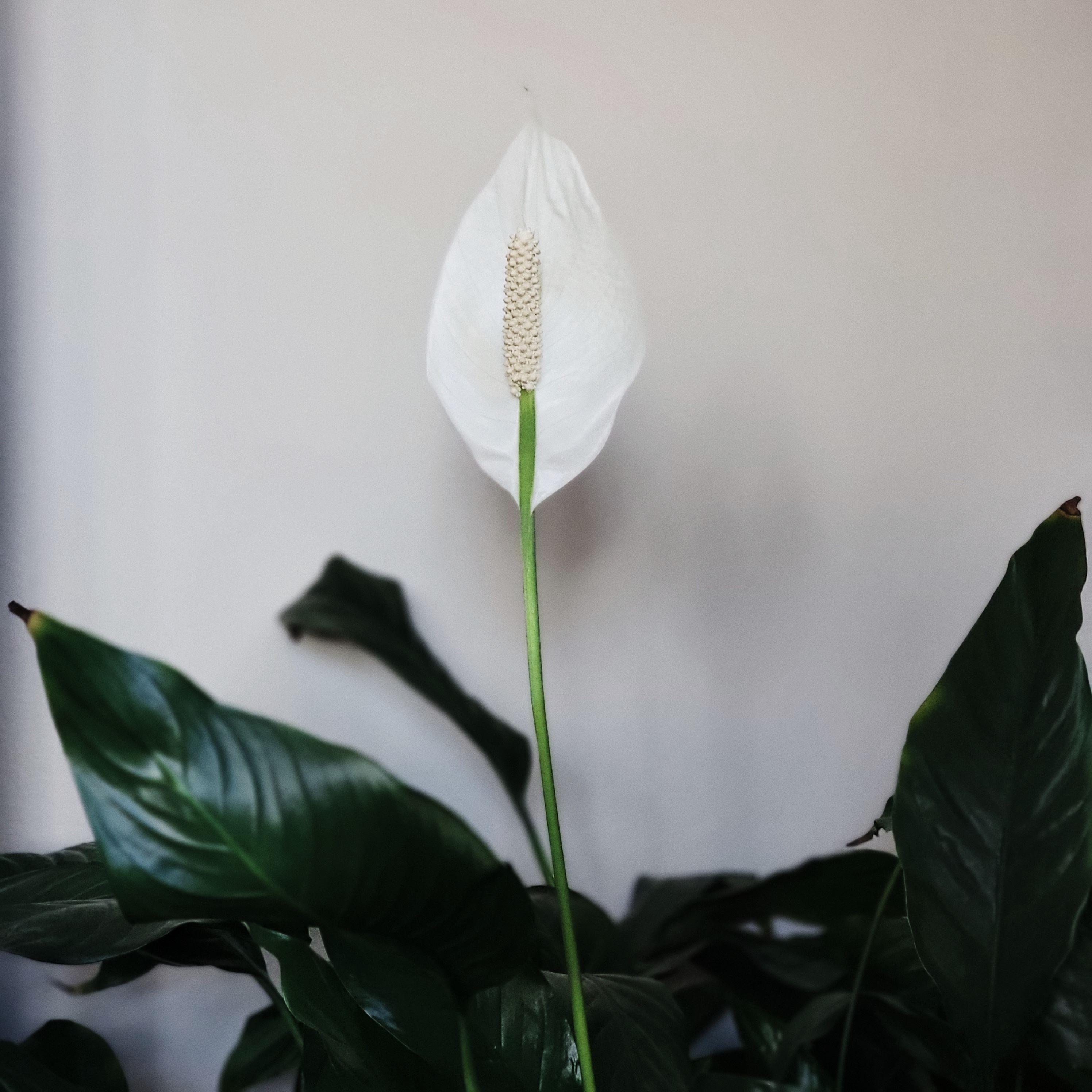 Peace lily by Em Everyday Living on Pexels