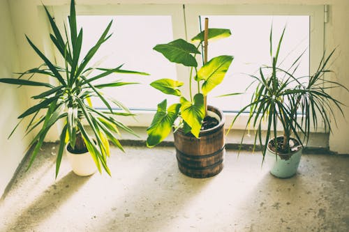 Free Three Green Potted Plants Stock Photo