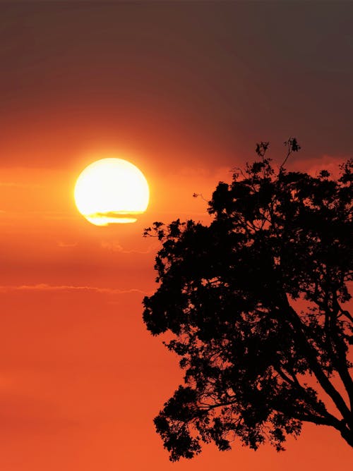 Free Silhouette of Tree during Sunset Stock Photo