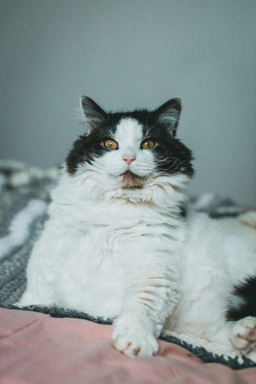 Longhair cat