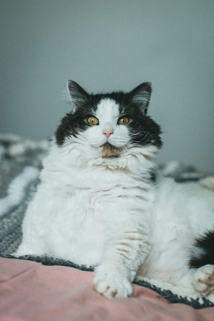 Close-Up Shot Of A Selkirk Rex