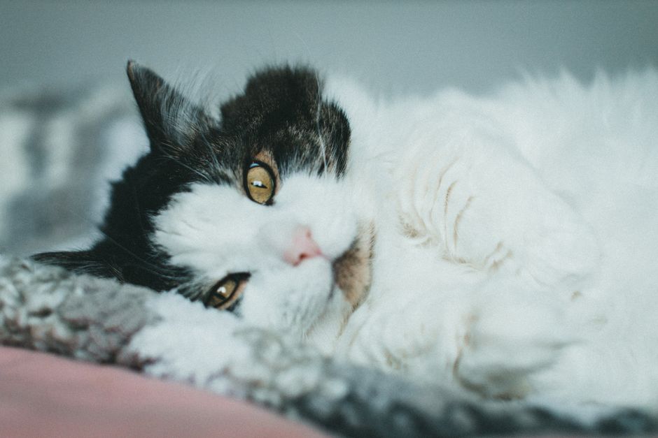 Causes of Why Your Cat’s Sensitive Stomach Might Be a Microbiome Issue