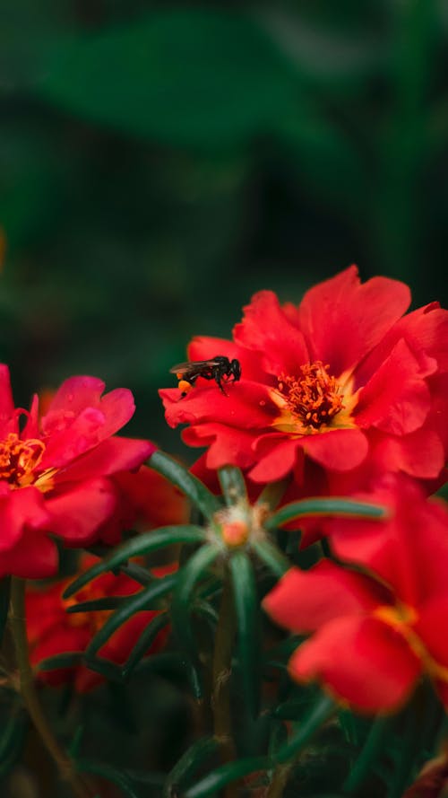 곤충 사진, 벌, 붉은 꽃의 무료 스톡 사진