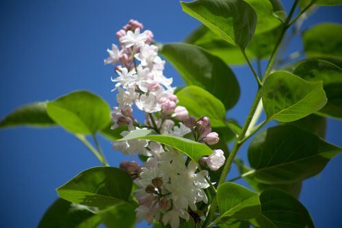 Free Close-up of lilac flowers blooming on a sunny spring day, with a vivid blue sky backdrop. Stock Photo