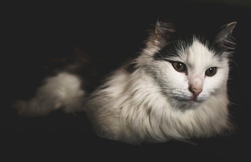 無料 長い毛皮の白と黒の猫 写真素材