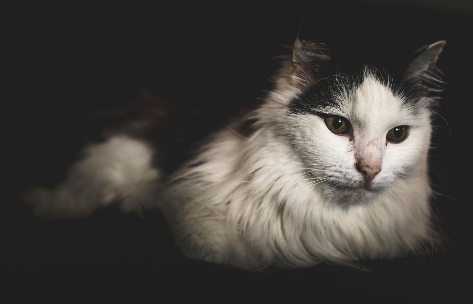 Veterinary care for a pet