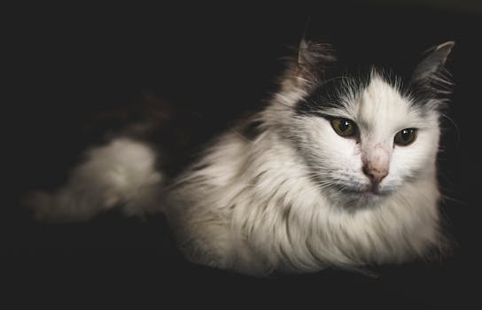 一只毛茸茸的黑白家猫舒适地躺在室内，特写镜头下它的眼睛十分迷人