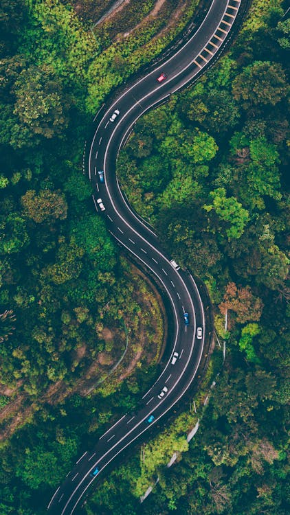 Aerial View of Road in the Middle of Trees