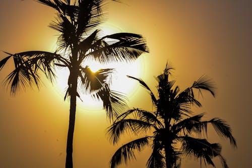Free Coconut Trees Under a Bright Sun Stock Photo