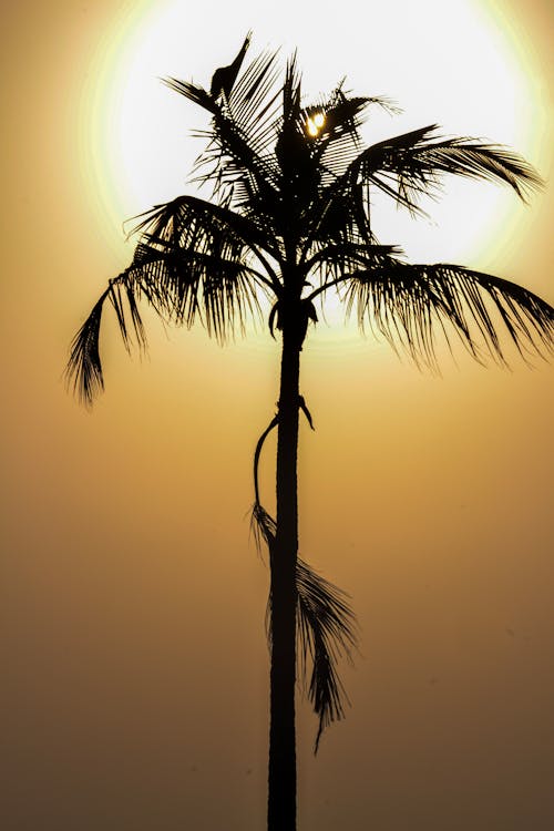คลังภาพถ่ายฟรี ของ ซิลูเอตต์, ดวงอาทิตย์, ธรรมชาติ