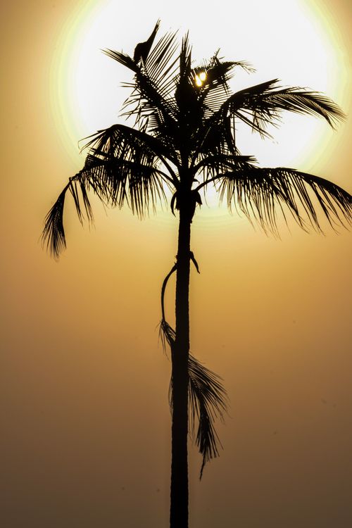 Free A striking silhouette of a coconut tree with the sun setting behind it, creating a dramatic sky. Stock Photo