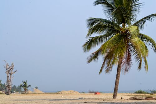 Free Peaceful sandy beach with lush palm tree under clear sky. Stock Photo