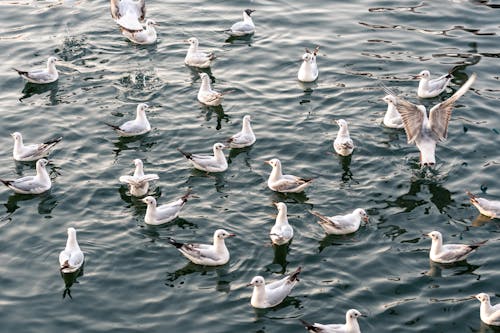 Immagine gratuita di animali, corpo d'acqua, fotografia di animali