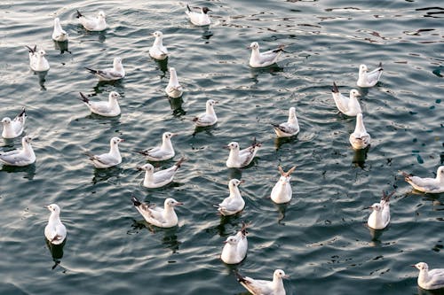 Безкоштовне стокове фото на тему «водойма, морських птахів, птахи»