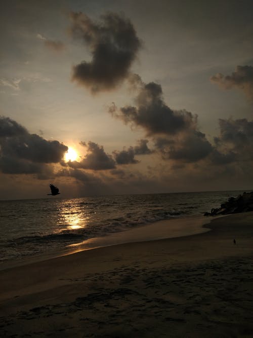 Fotos de stock gratuitas de nubes, pájaro, playa