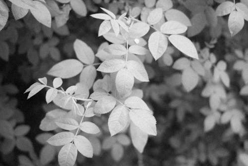Free Gratis arkivbilde med blader, gråskala, monokrom Stock Photo