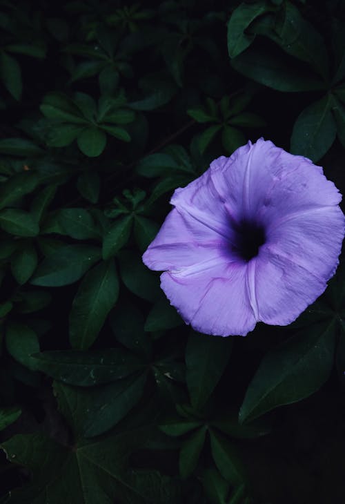 Fotografia Makro Purpurowego Kwiatu