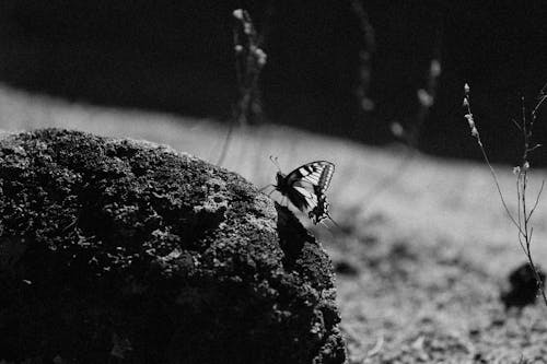 Gratis Fotos de stock gratuitas de blanco y negro, escala de grises, lepidópteros Foto de stock