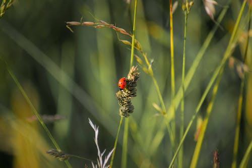 Free stock photo of ladybug, meadow, summer