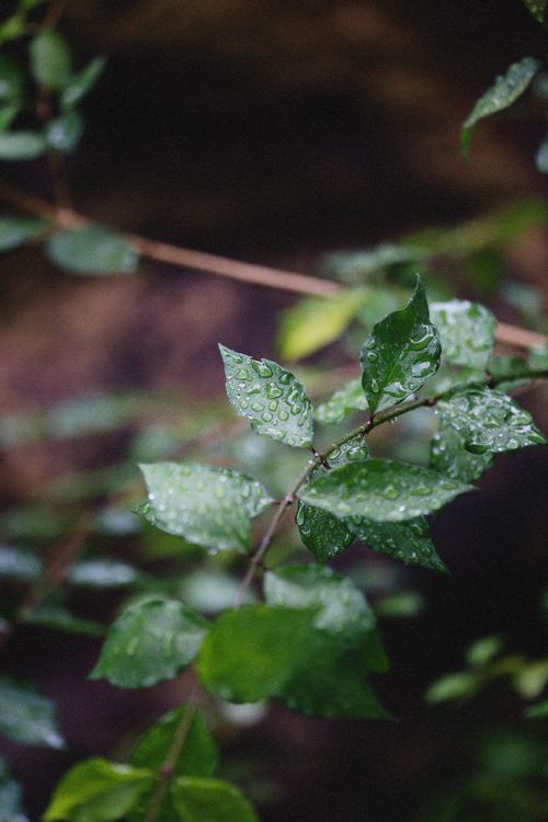 Free Macro shot of fresh green leaves with dew droplets in a natural outdoor setting. Stock Photo