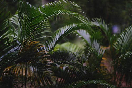 Gratis lagerfoto af areca palm, blade, grøn Lagerfoto