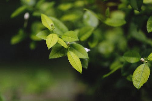 bitki, çiy damlaları, ıslak içeren Ücretsiz stok fotoğraf