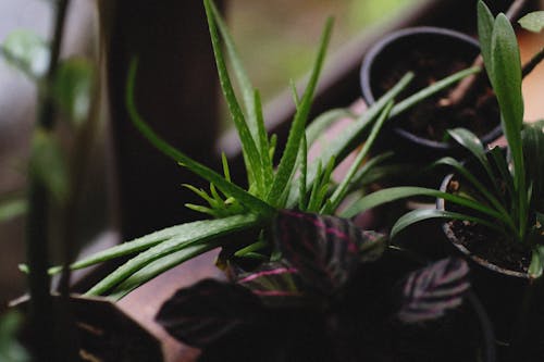 Variety of Potted Plants on Window Sill