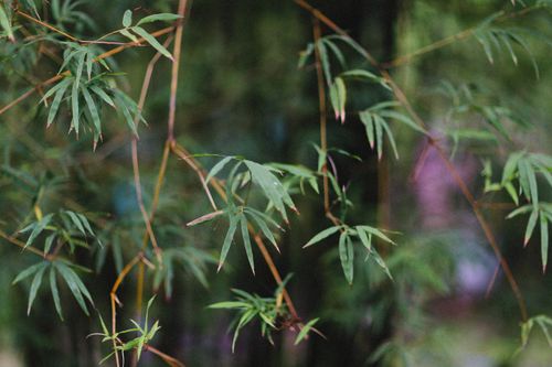 Free Vivid bamboo leaves in a serene garden setting, showcasing natural beauty. Stock Photo