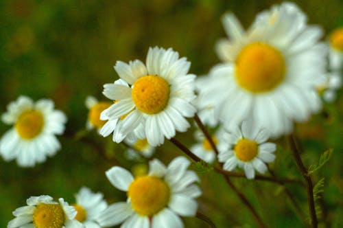 Free stock photo of daisy, flower, nature