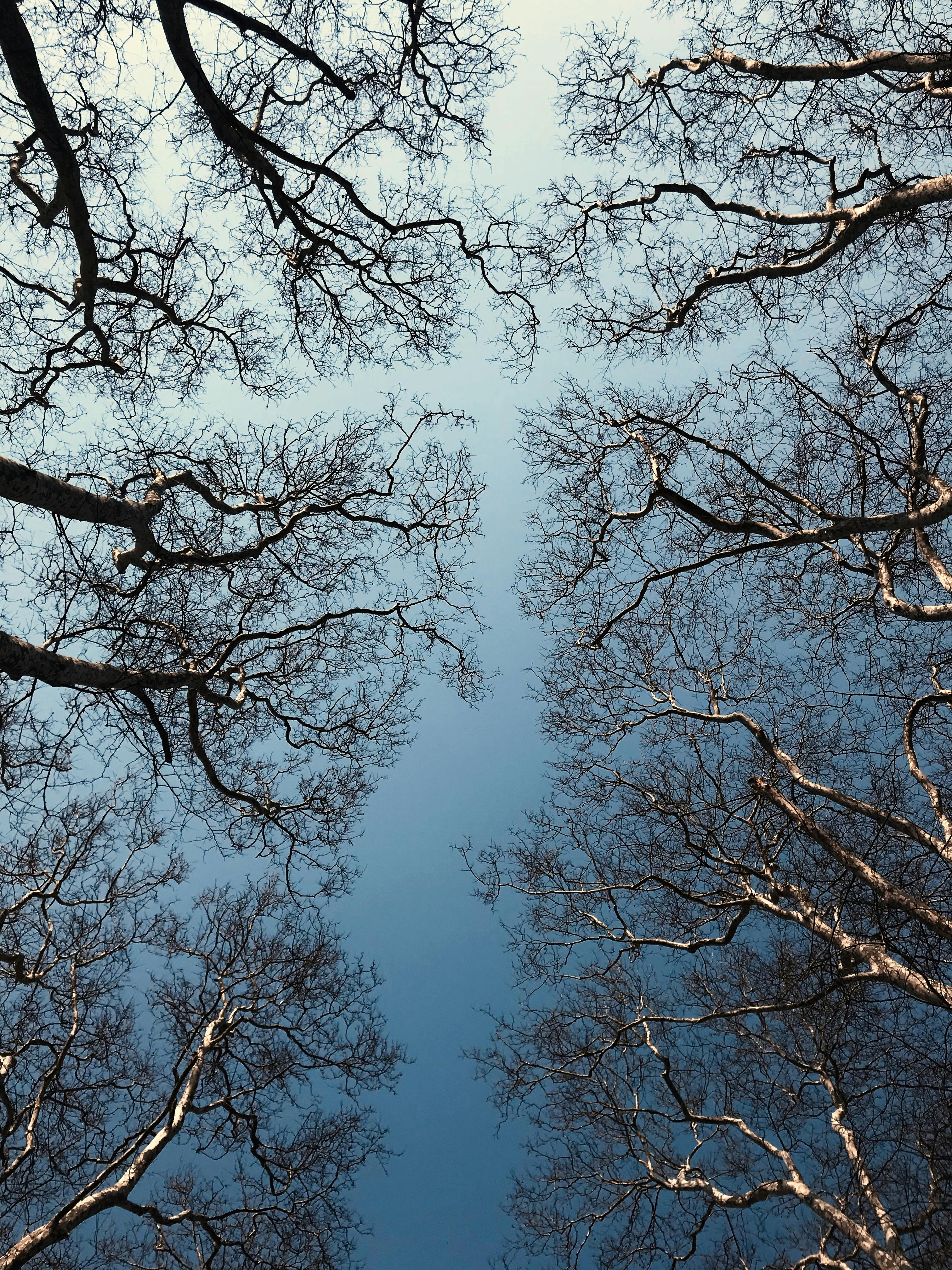 Upward view of bare tree branches forming patterns against a clear winter sky in İstanbul.