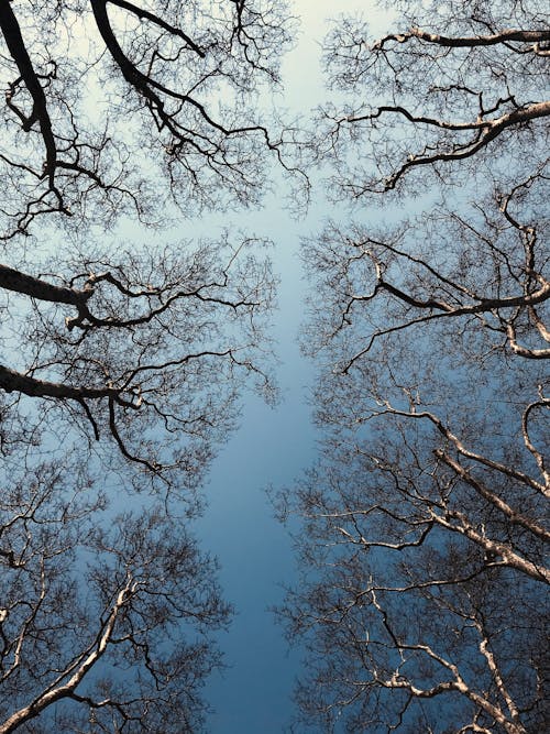 Low Angle Shot of a Bare Trees 