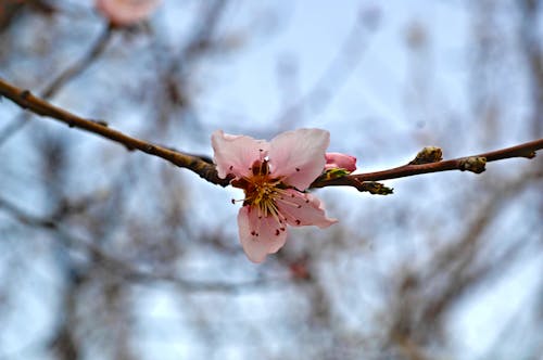 Free stock photo of blooming tree, flower, natural