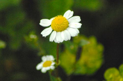 Free stock photo of daisy, flower, green