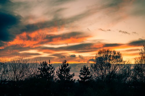 Foto profissional grátis de alvorecer, árvores, cair da noite