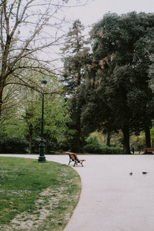 Gratis stockfoto met bank, bomen, duiven