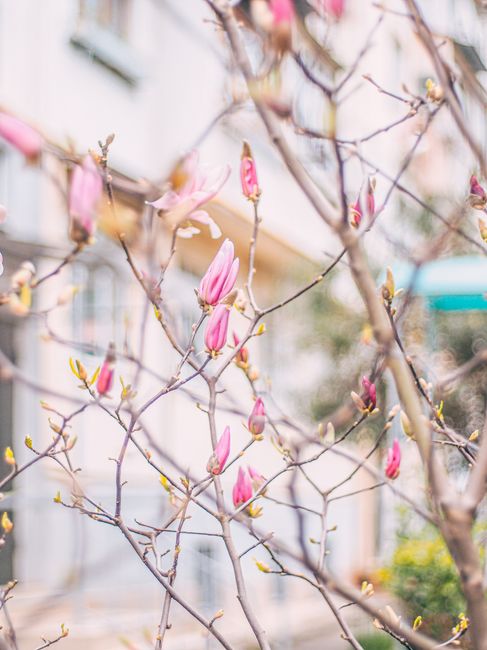 Delicate pink magnolia buds blooming on branches against a soft urban backdrop, perfect for seasonal themes.