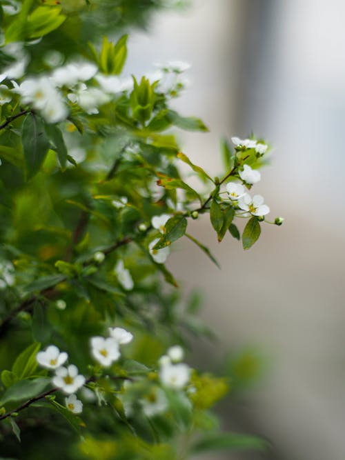 Základová fotografie zdarma na téma detail, flóra, jaro