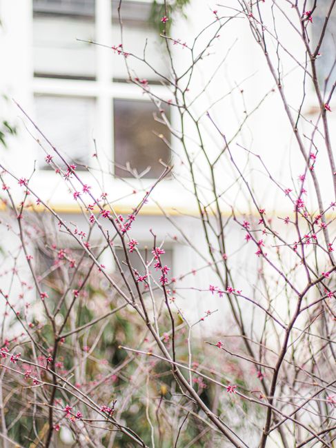 Delicate plum blossoms bloom vividly in front of a blurred white building, capturing the essence of early spring.