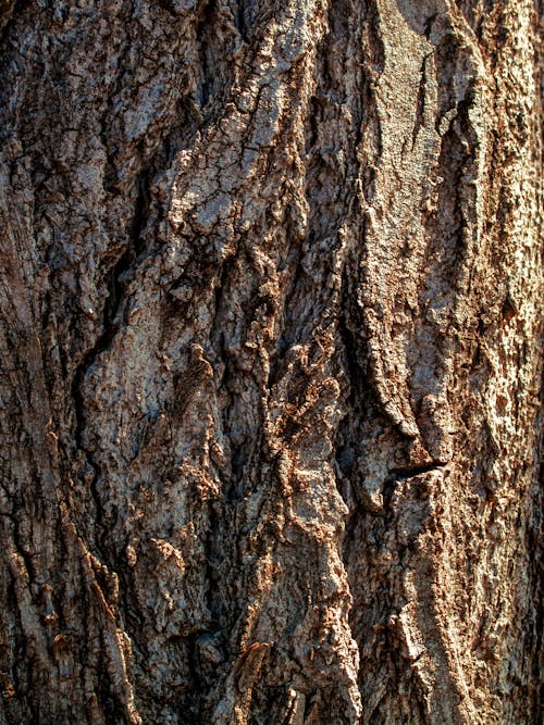 Free Tree Bark  Stock Photo