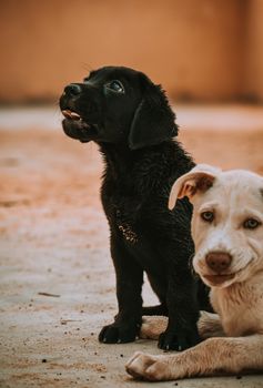 dog photo