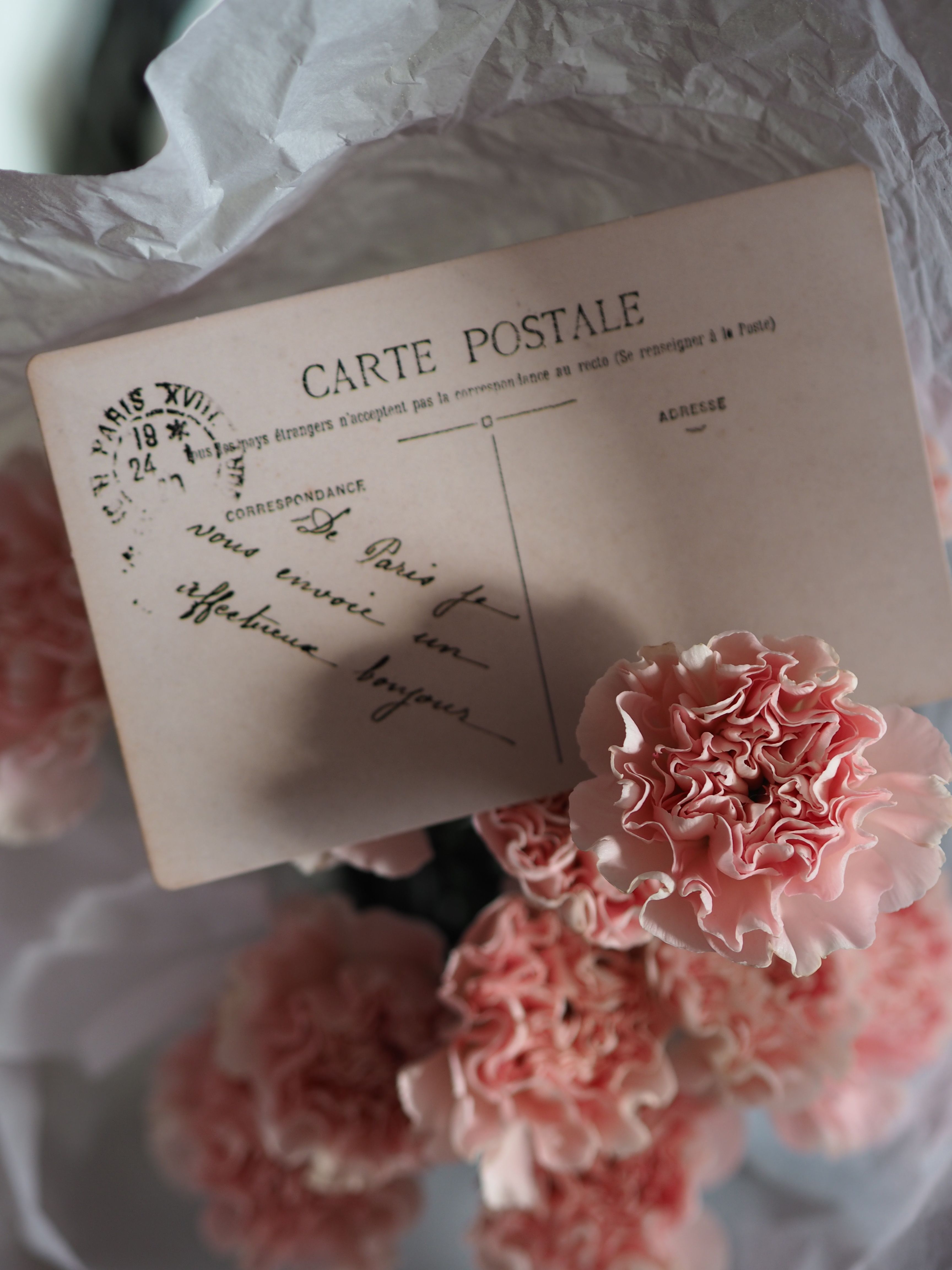 A Card on Pink Carnation Flowers · Free Stock Photo