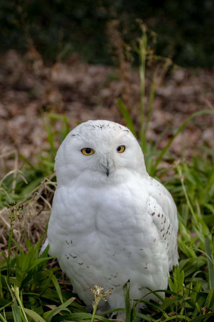 Snowy Owl On A Grass