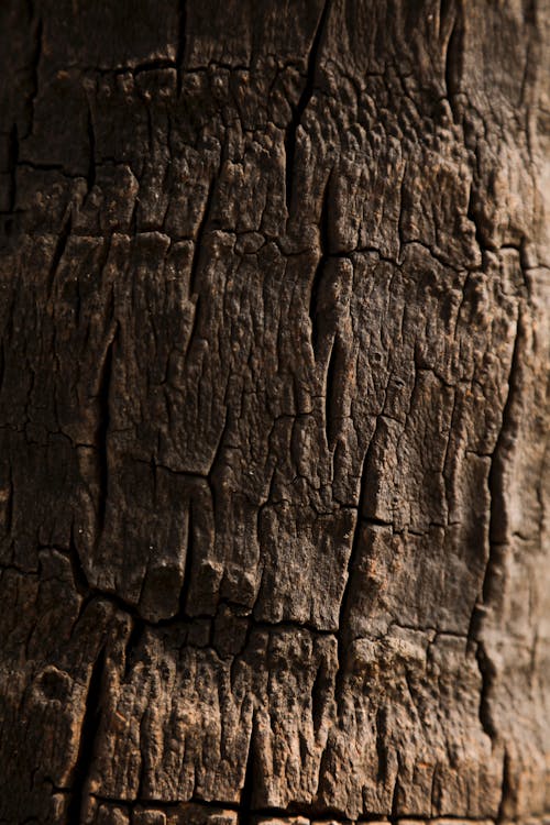 Foto d'estoc gratuïta de arbre, bagul, escorça