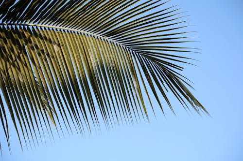 Darmowe zdjęcie z galerii z błękitne niebo, liść palmowy, perspektywa żabia