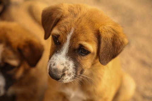 Free Close-up Photo of a Puppy Stock Photo